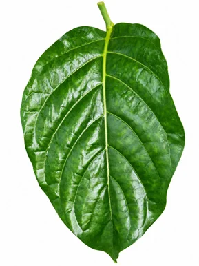 Morinda citrifolia leaves