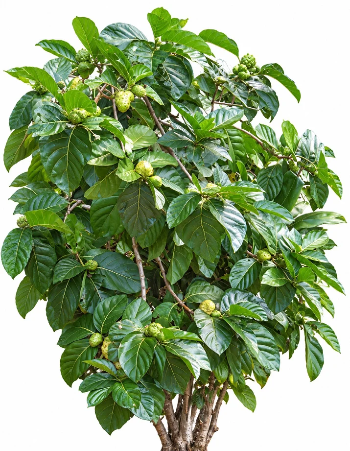 Indian Mulberry