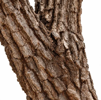 Morinda pubescens bark