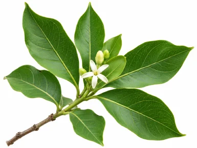 Morinda pubescens flower