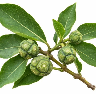 Morinda pubescens fruit / seeds