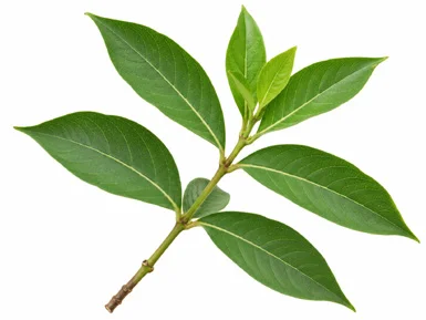 Morinda pubescens leaves