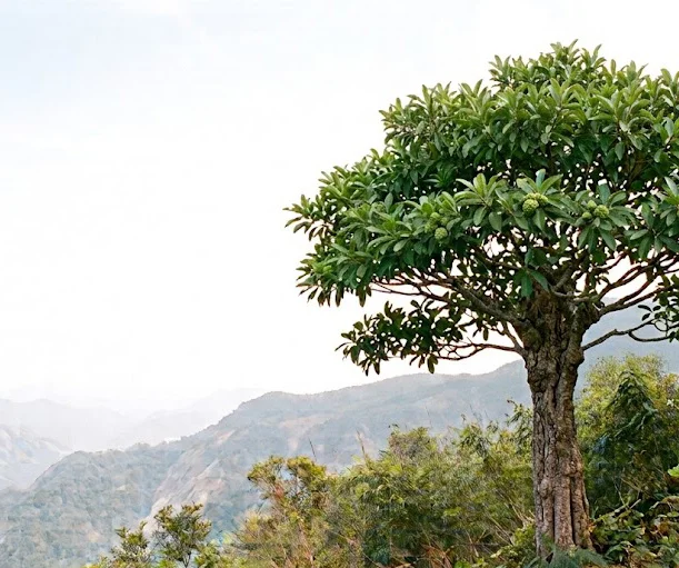 Indian Mulberry