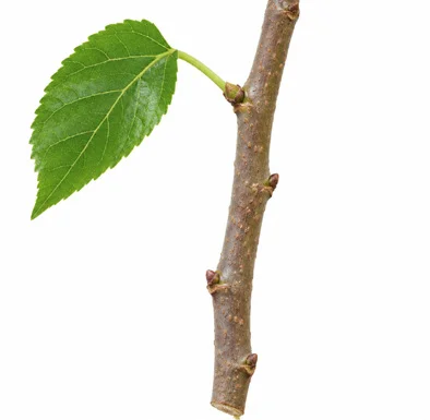 Morus laevigata bark