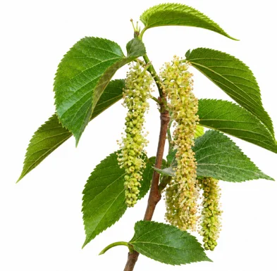 Morus laevigata flower