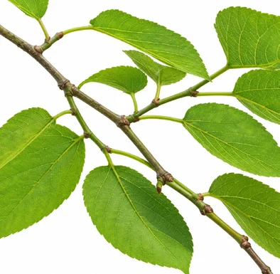 Morus laevigata leaves
