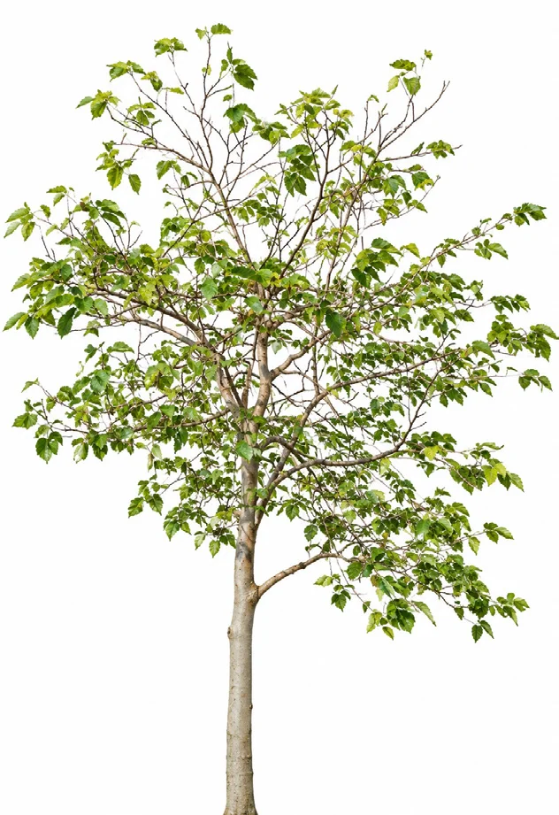 King White Mulberry
