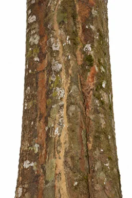 Myristica beddomei bark
