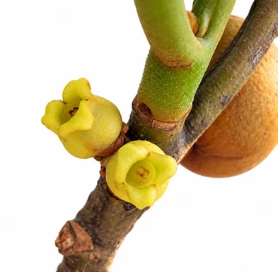Myristica beddomei flower