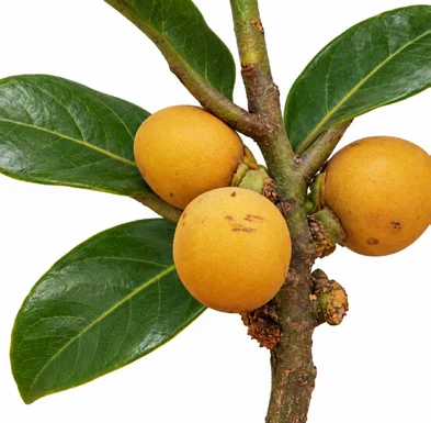 Myristica beddomei fruit / seeds