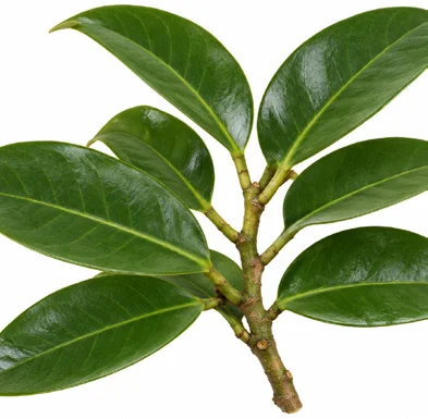 Myristica beddomei leaves