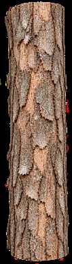 Myristica fragrans bark