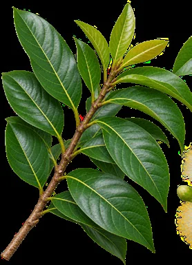 Myristica fragrans leaves
