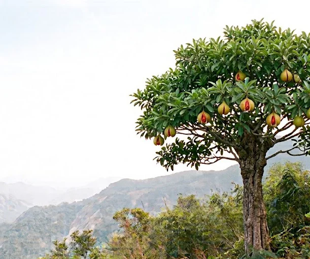 Nutmeg