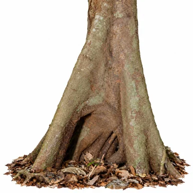 Myristica malabarica bark