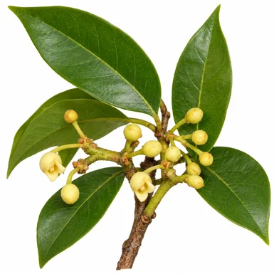 Myristica malabarica flower