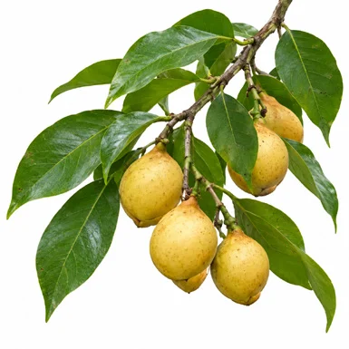 Myristica malabarica fruit / seeds