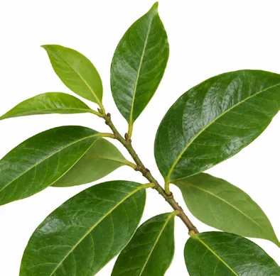 Myristica malabarica leaves