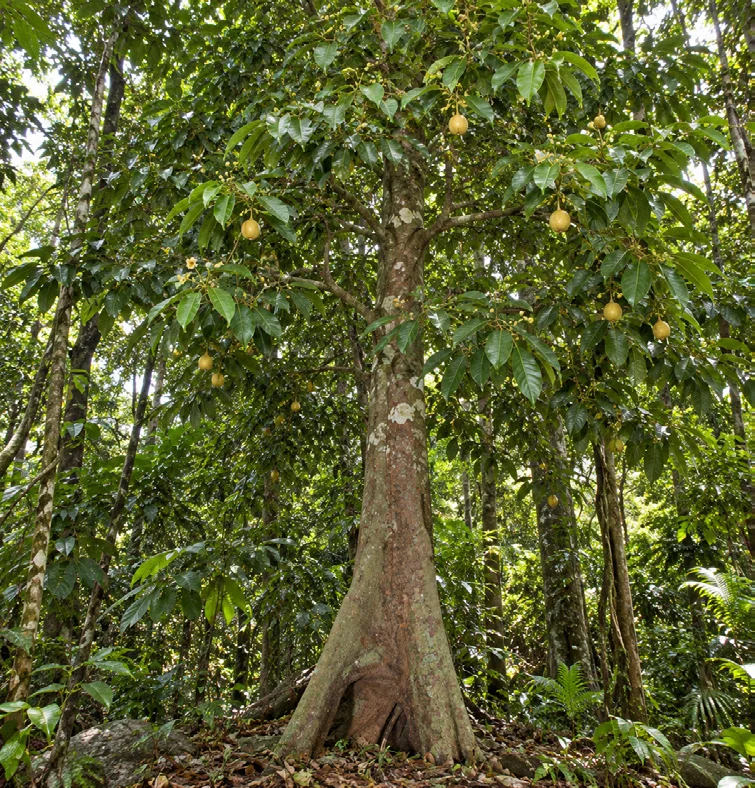 Malabar Nutmeg
