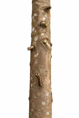 Nageia wallichiana bark