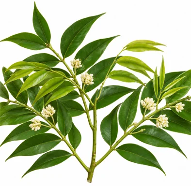 Nageia wallichiana flower