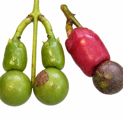 Nageia wallichiana fruit / seeds