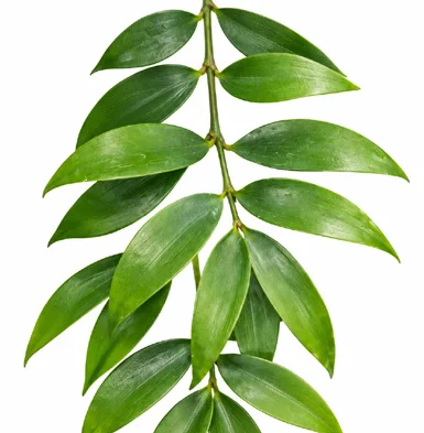 Nageia wallichiana leaves