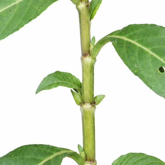 Nicoteba betonica bark