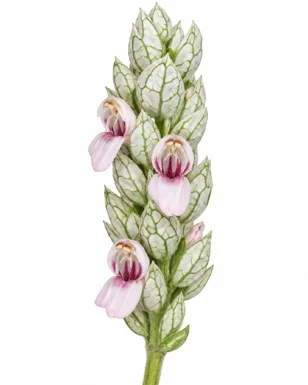 Nicoteba betonica flower