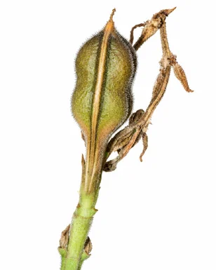 Nicoteba betonica fruit / seeds