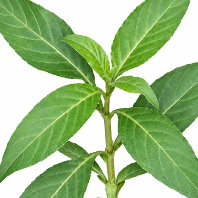 Nicoteba betonica leaves