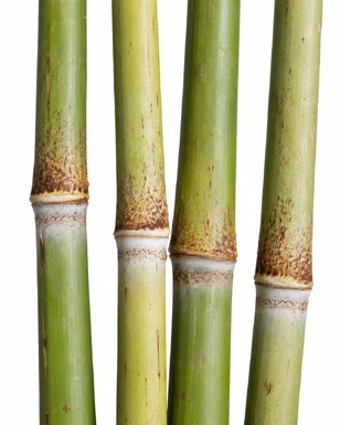 Ochlandra travancorica stem