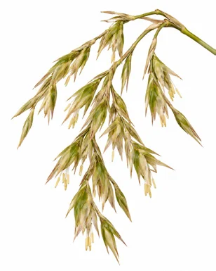Ochlandra travancorica flower