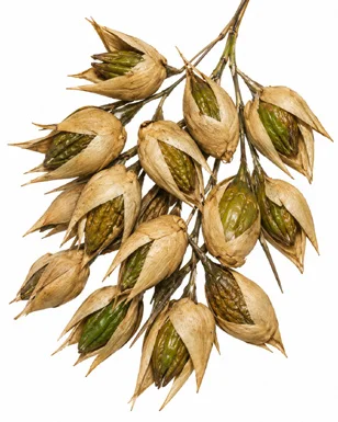 Ochlandra travancorica fruit / seeds