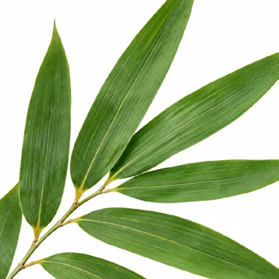 Ochlandra travancorica leaves