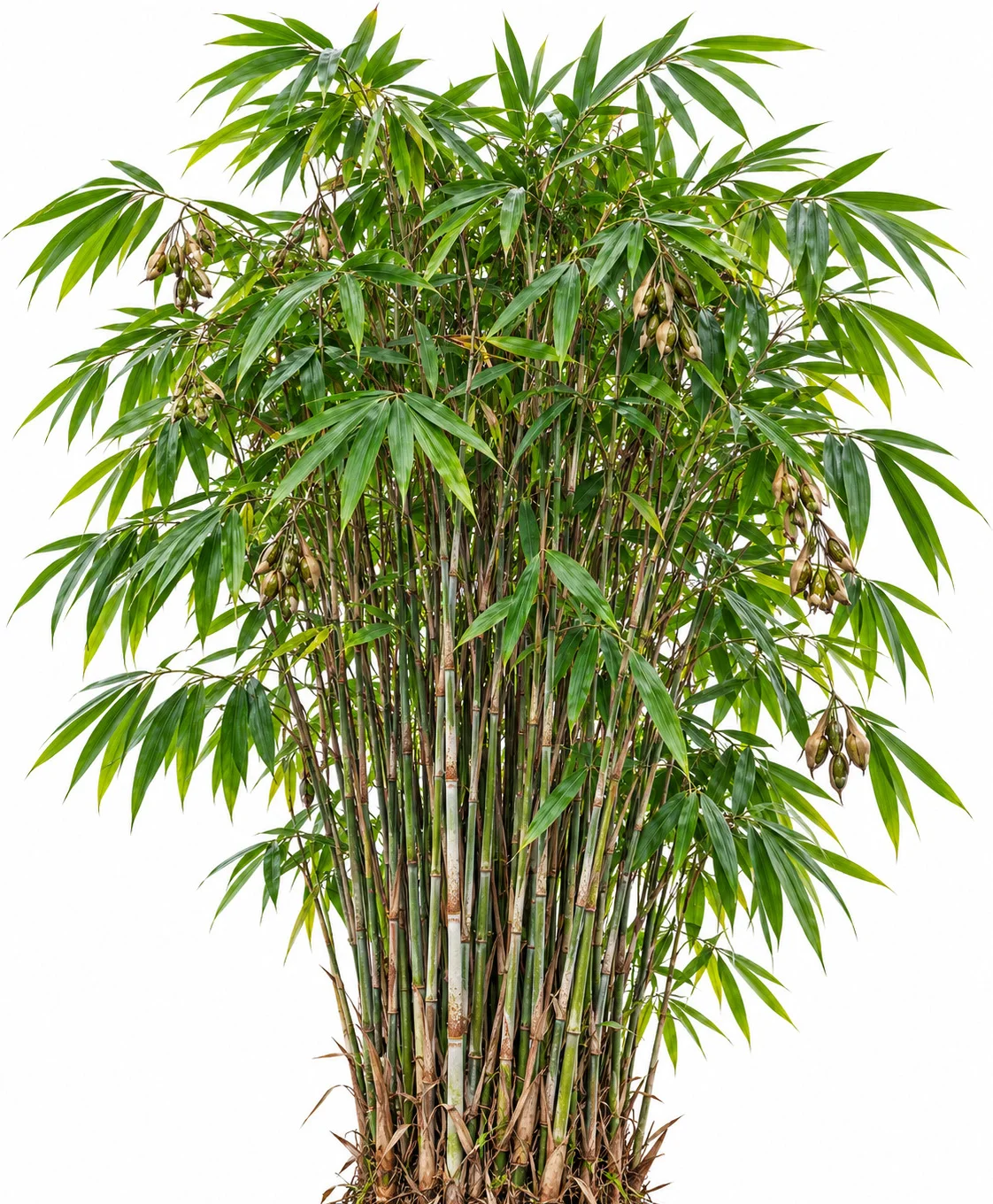 Travancore Bamboo
