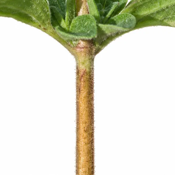 Origanum majorana bark