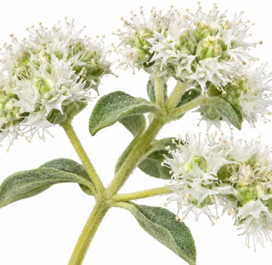 Origanum majorana flower