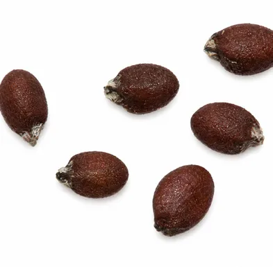 Origanum majorana fruit / seeds