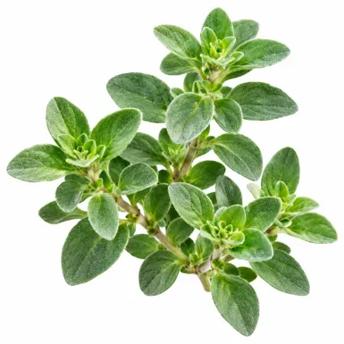 Origanum majorana leaves