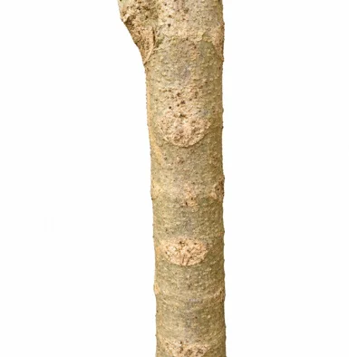 Oroxylum indicum bark