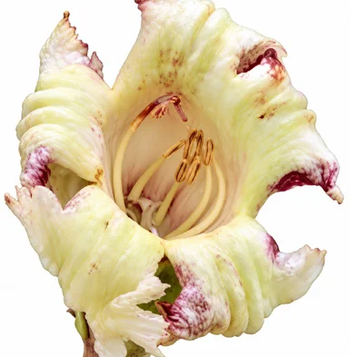 Oroxylum indicum flower