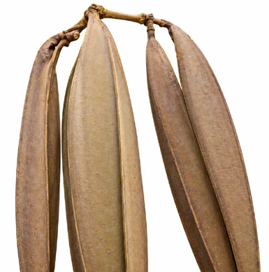 Oroxylum indicum fruit / seeds
