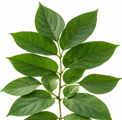 Oroxylum indicum leaves