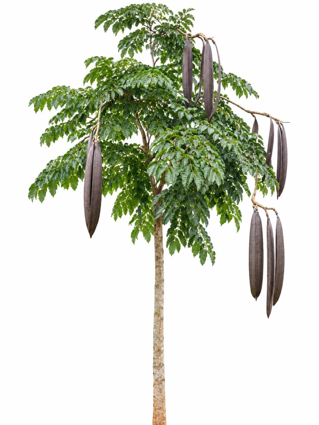 Broken Bones Tree