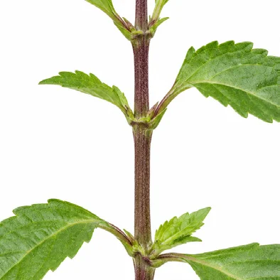 Orthosiphon aristatus bark