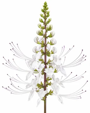 Orthosiphon aristatus flower