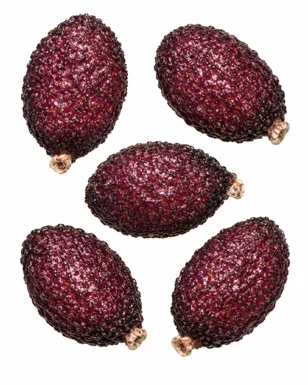 Orthosiphon aristatus fruit / seeds