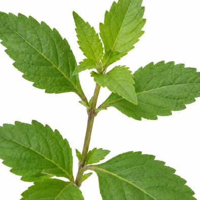 Orthosiphon aristatus leaves