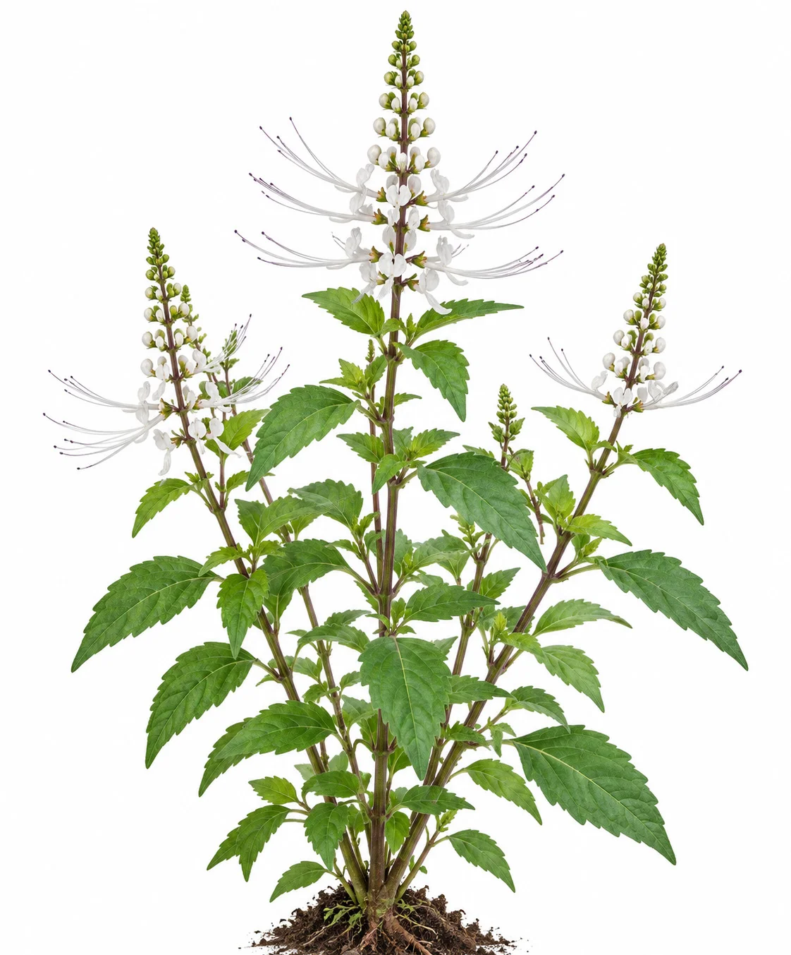Kidney Tea Plant
